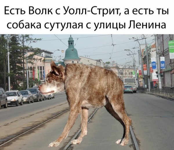 Собака ты сутулая