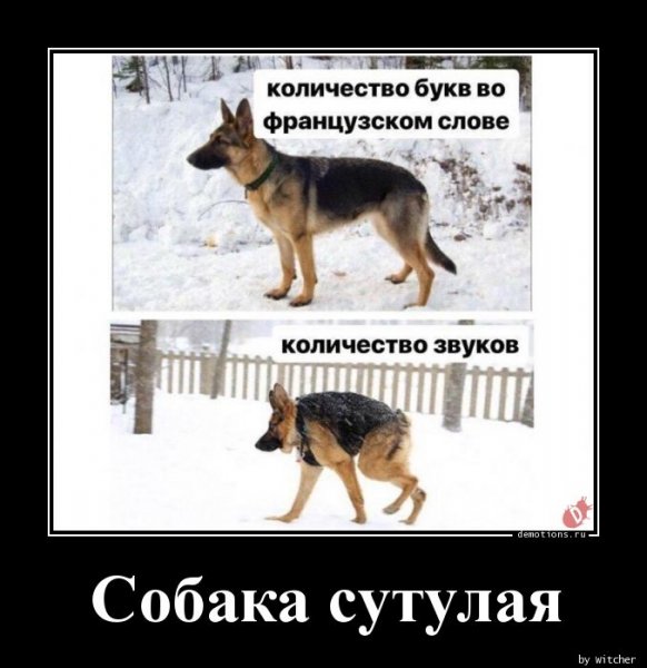 Ах ты собака сутулая
