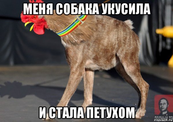Псина сутулая мемы