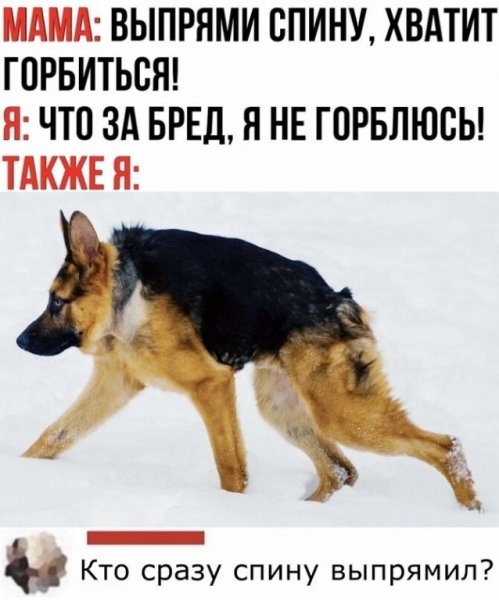 Половина овчарки