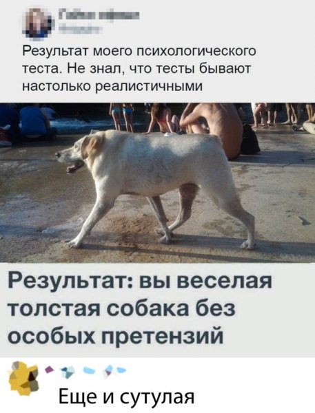 Собака сутулая собака сутулая