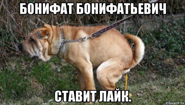 Сутулая овчарка Мем