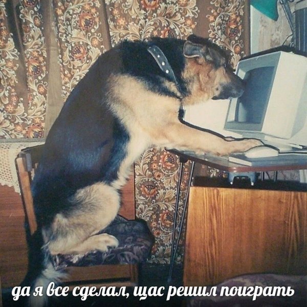 Мемы про собаку сутулую