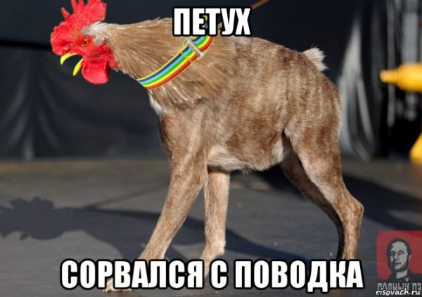 Голосящий петух