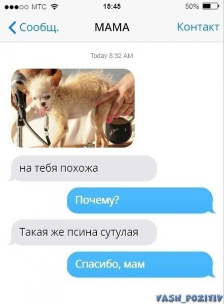 Собака ты сутулая