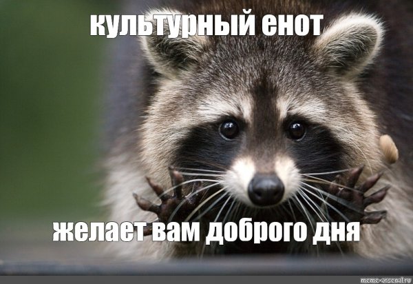 Мемы с енотами