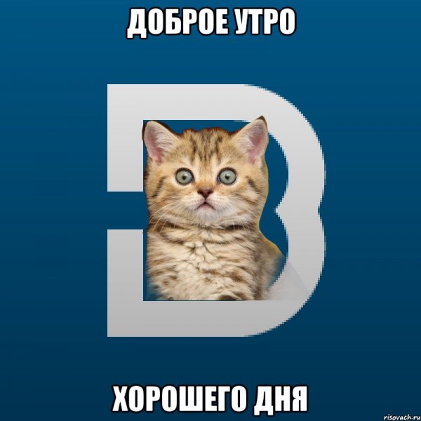 Добрые мемы с котами