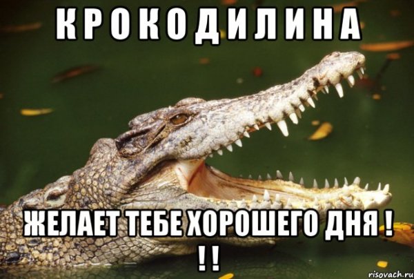 Крокодил Мем