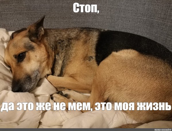 Это не Мем это моя жизнь Мем