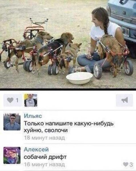 Собачий дрифт Мем