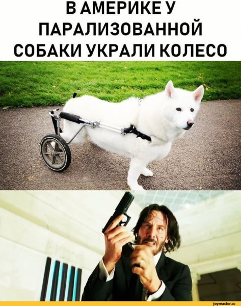 Пошло поехало собака