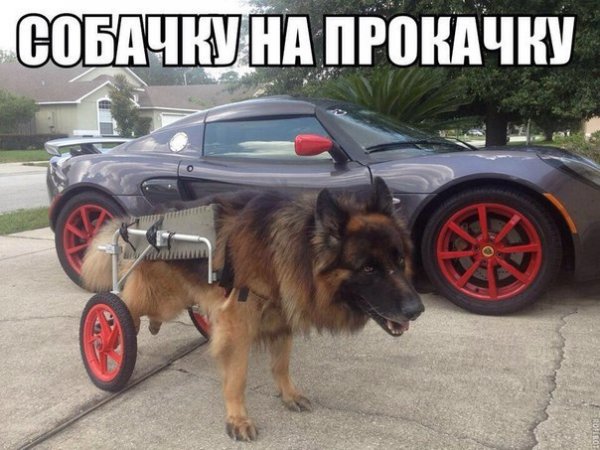 Пошло поехало Мем