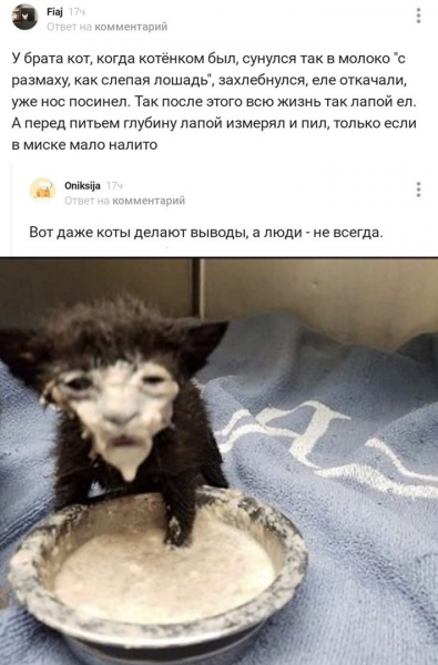 Кот в сметане