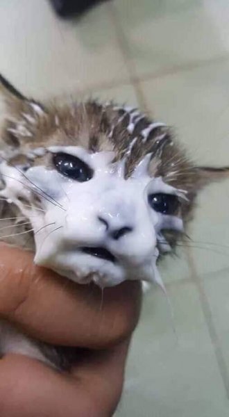 Котенок в сметане