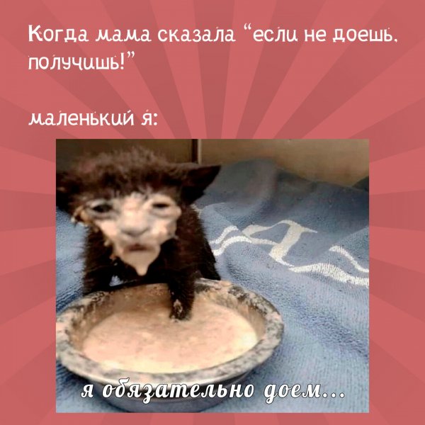 Кот с кашей на лице