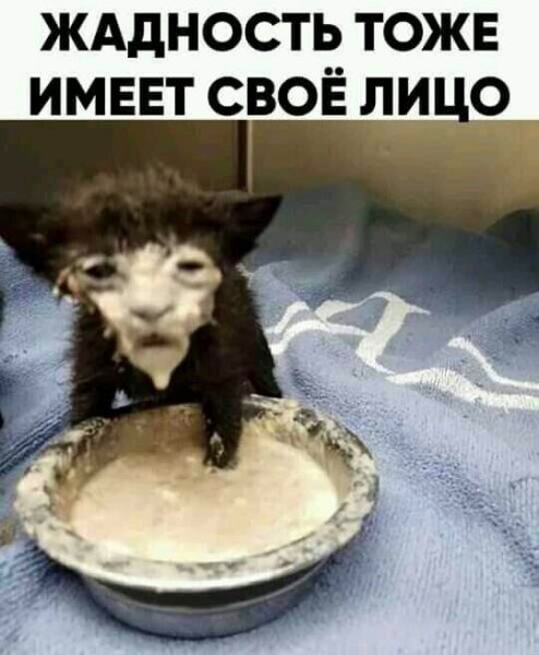 Кот в молоке Мем