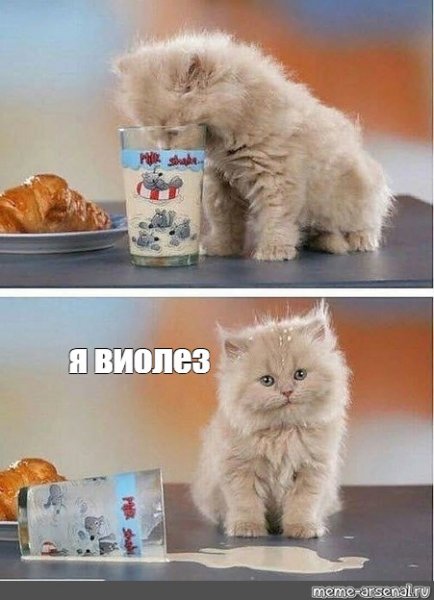 Котенок в сметане