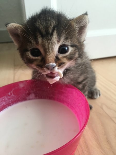 Котенок в сметане
