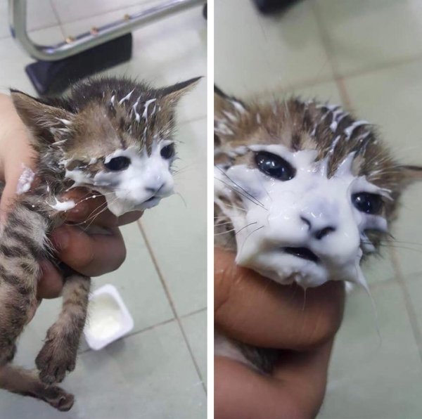 Кот морда в сметане