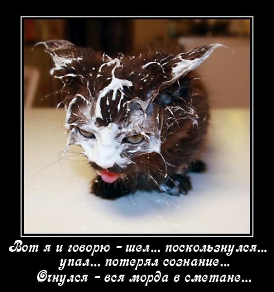 Кот испачкался