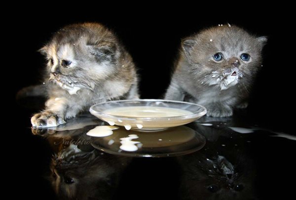 Котенок в сметане