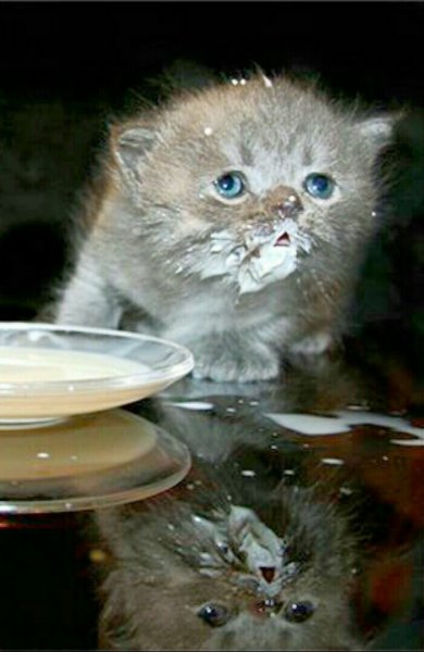 Котенок пьет молоко Меи