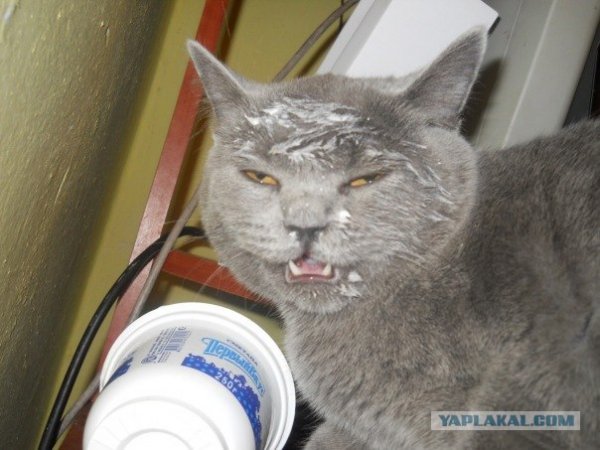 Кот испачкался в сметане