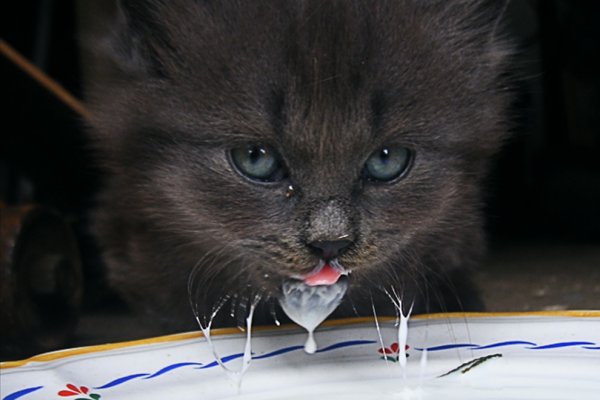 Кот с бокалом