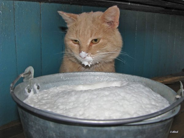 Кот и молоко прикол