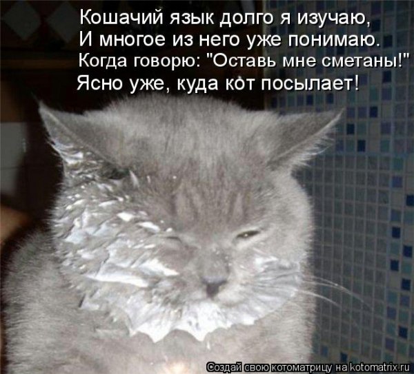 Шутки про котов