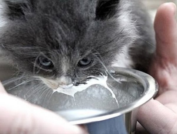 Кот пьет молоко