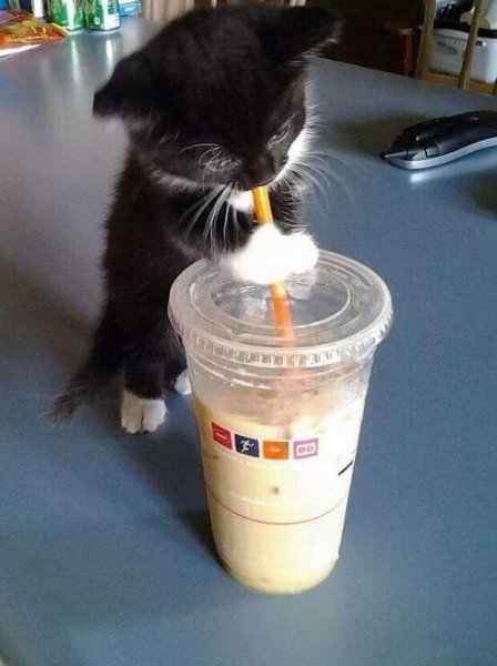 Котик упал в миску