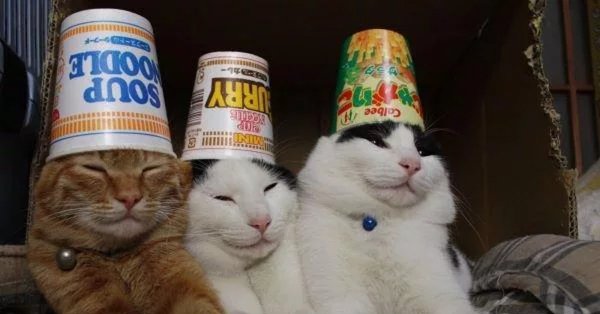 Кот под колпаком