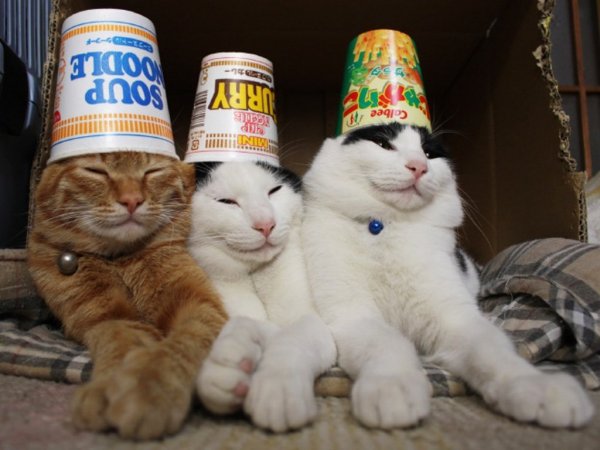 Коты хихи хаха хехе