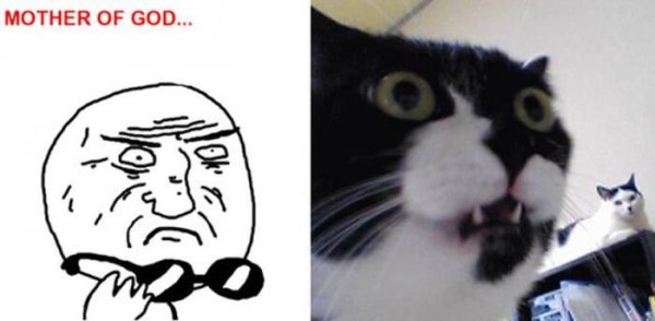 Hehe кот Мем