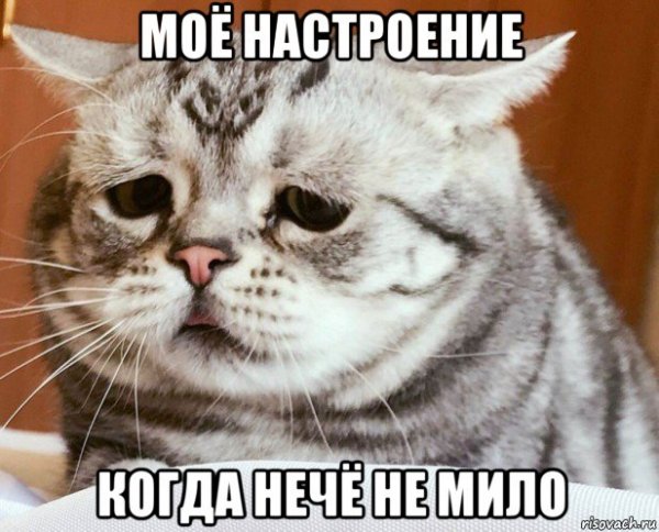 Кот хехе