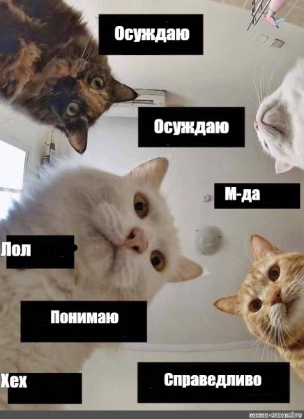 Мем с четырьмя котами