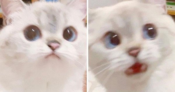 Милые котики из мемов