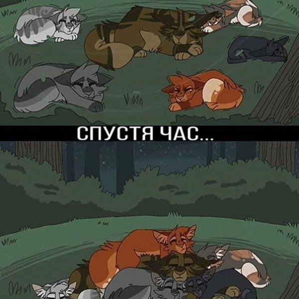 Коты Воители мемы