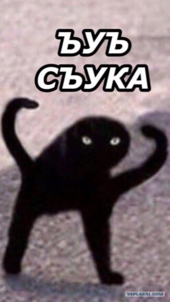 Черный кот Мем