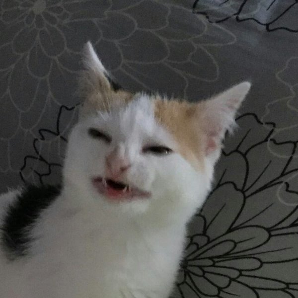 Кот плачет