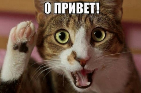 Кот говорит привет
