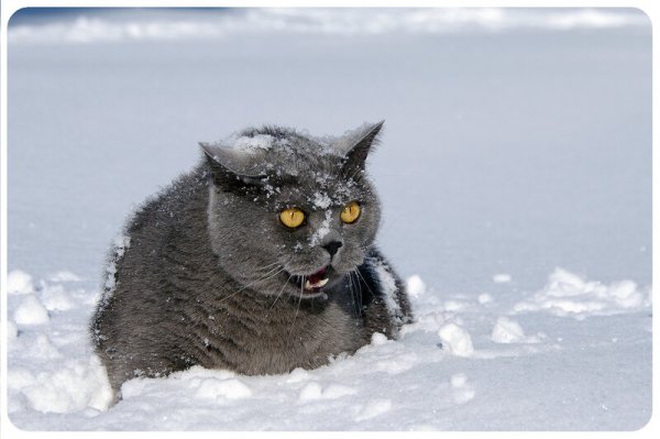 Кот на морозе