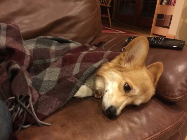 Собака плачет смешно