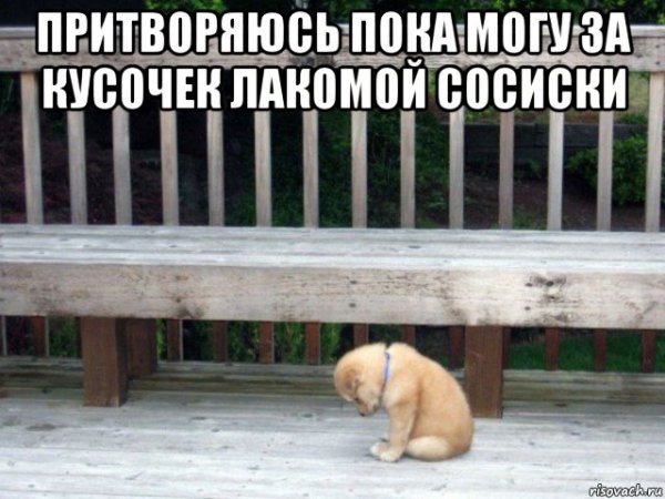 Собака грустит Мем