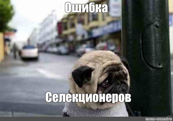 Мемы с грустной собакой