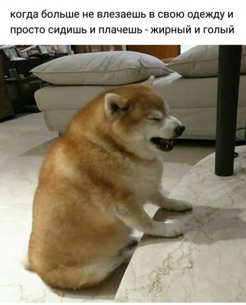 Толстая сиба ину
