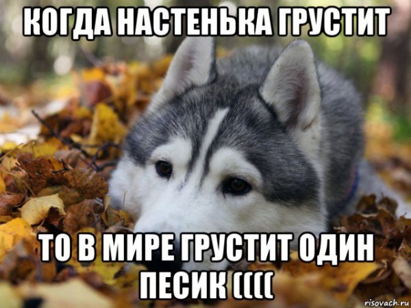 Песик грустит Мем