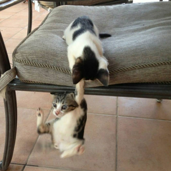 Котики держатся за лапки