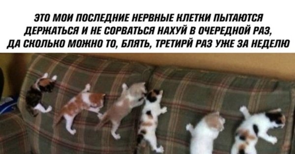 Мес про последнюю нервную клетку